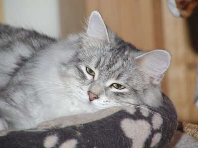 Arsenij von Namira