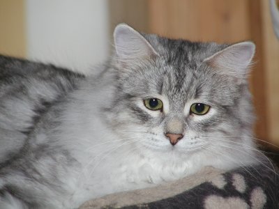 Arsenij von Namira