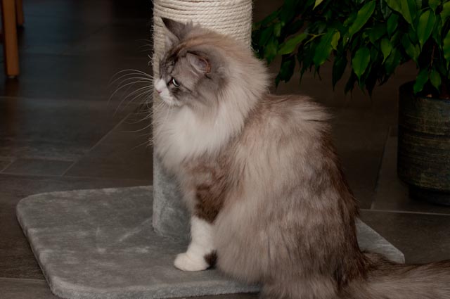 Belushi im Winter 2012