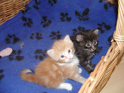 Calito & Cyrano am 3.5.2003