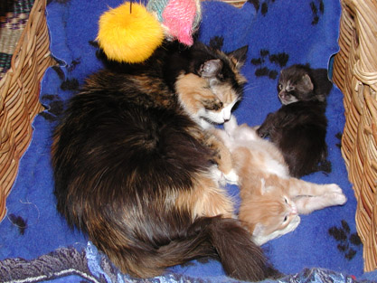 Calito & Cyrano mit Ursina am 27.4.2003