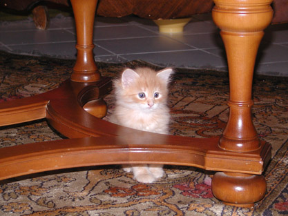 Dimitri am 15.2.2004