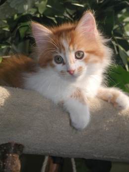 Elwood vom Ohlenberg