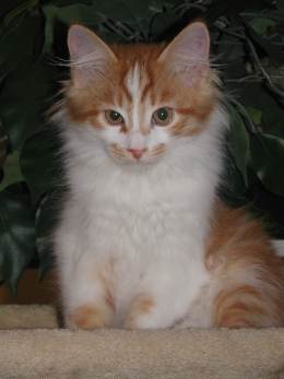 Elwood vom Ohlenberg