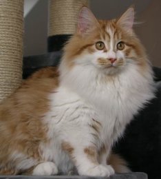 Elwood vom Ohlenberg