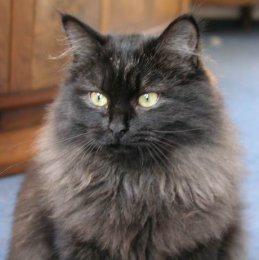 Emma vom Ohlenberg