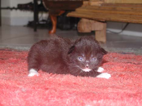 Elliot am 17.7.2004