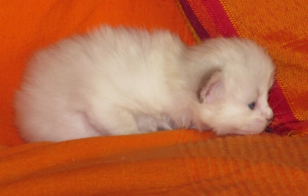 Fanya am 13. März 2011