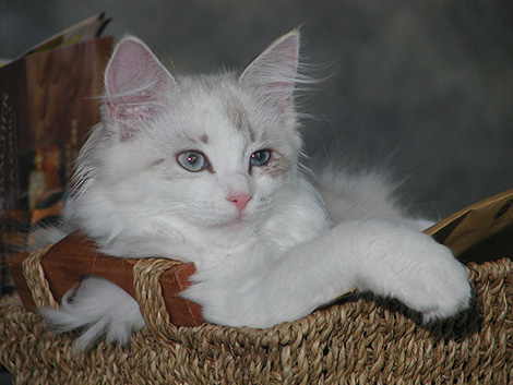 Fee am 4. Juni 2011