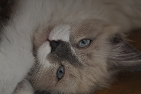 Finn am 23. Juni 2011