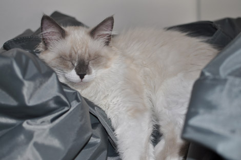 Finn am 23. Juni 2011