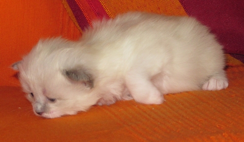 Finn am 13. März 2011