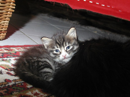 Gandalf 34 Tage alt