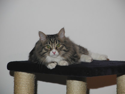 Gandalf im November 2006