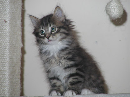 Gatsby am 13. Juni 2011