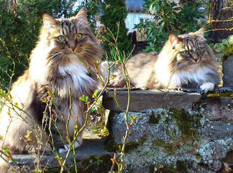 Greta & Gatsby am 14.4.2016
