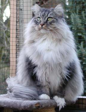 Gismo Washington