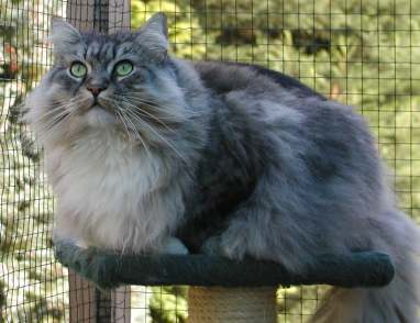 Gismo Washington