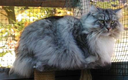Gismo Washington