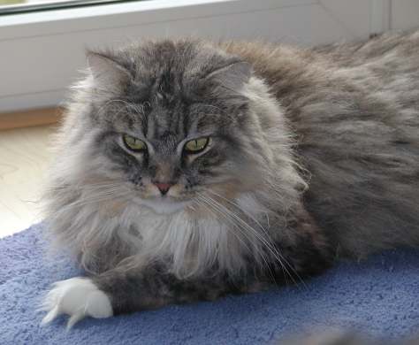 Gismo Washington