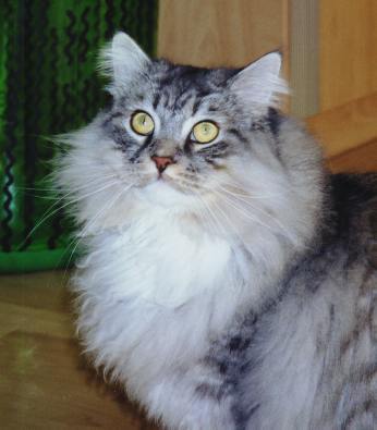 Gismo Washington