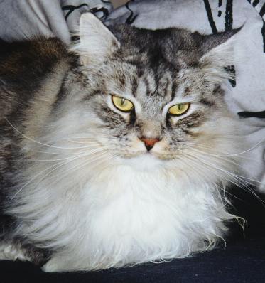 Gismo Washington