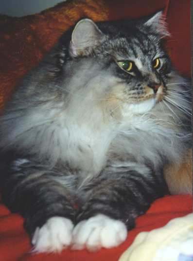 Gismo Washington