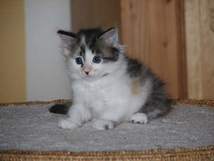 Hermine am 15. Mai 2011
