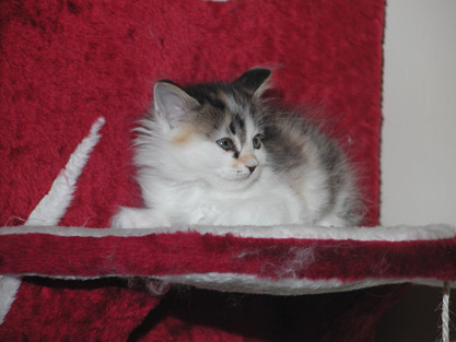 Hermine am 29. Mai 2011