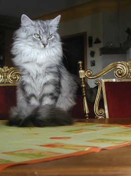 Heather von den Schwarzwaldtigern