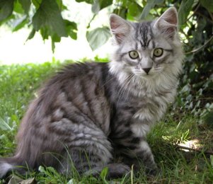 Heather von den Schwarzwaldtigern