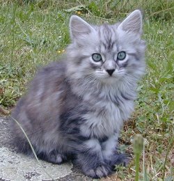 Heather von den Schwarzwaldtigern
