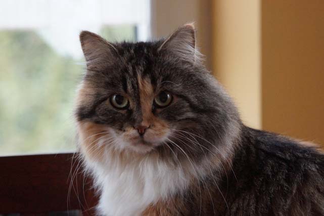 Kashija vom Ohlenberg