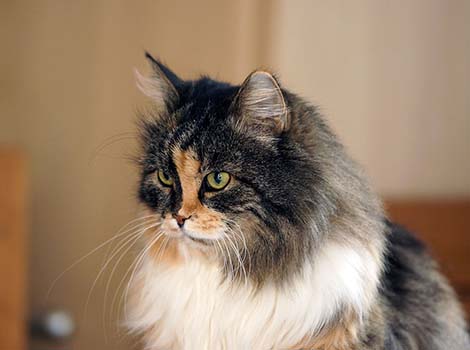 Kashija vom Ohlenberg