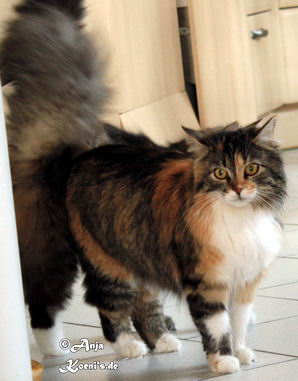 Kashija vom Ohlenberg