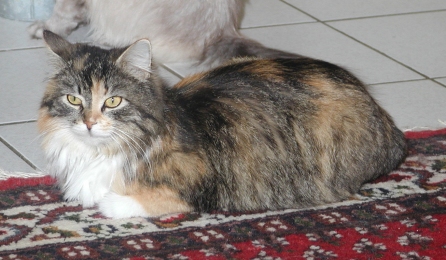 Kashija vom Ohlenberg