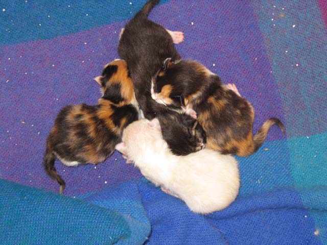 K2-Wurf am 29.04.2012