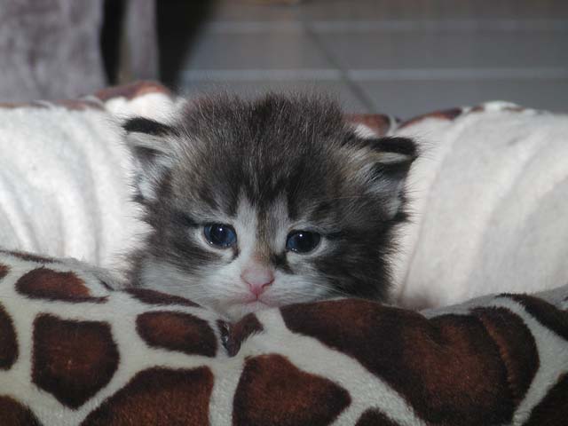 Karlos am 27.05.2012