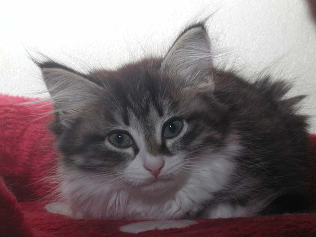 Karlos am 17.07.2012