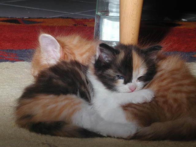 Kyra am 11.06.2012