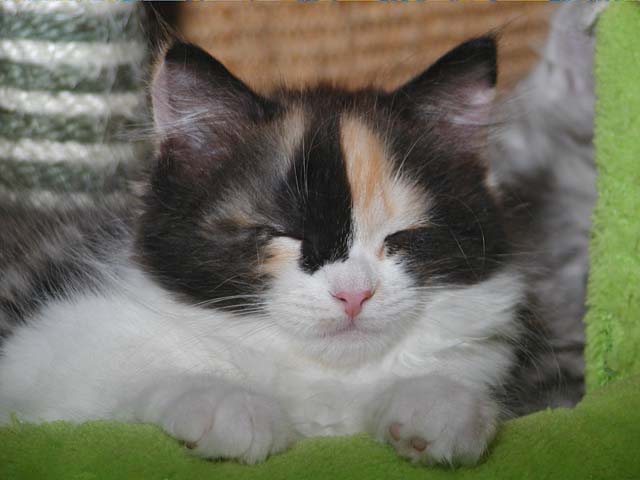Kyra am 17.07.2012