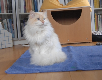 Delicous Cat Lukian