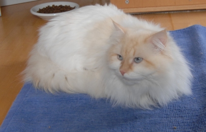 Delicous Cat Lukian
