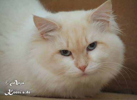 Delicous Cat Lukian