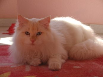 Delicous Cat Lukian