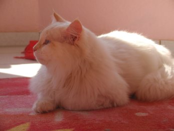 Delicous Cat Lukian