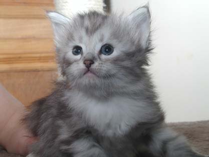 Merlin am 25.06.2012
