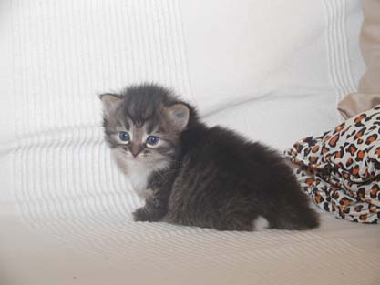 Mephisto am 18.06.2012
