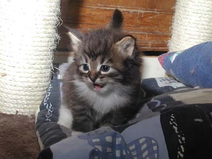 Mephisto am 25.06.2012