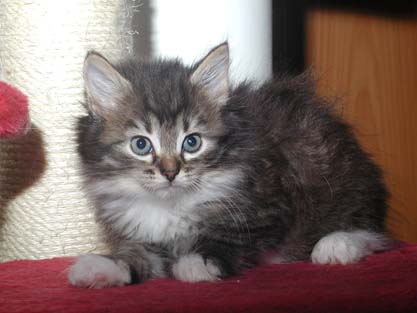 Mephisto am 19.07.2012